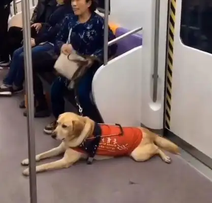 It's a pain in the ass when a dog takes his master on the subway and is too stenched by the passengers