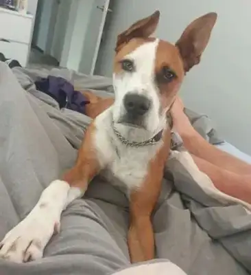 He took the dog to his girlfriend's house and he broke it all up