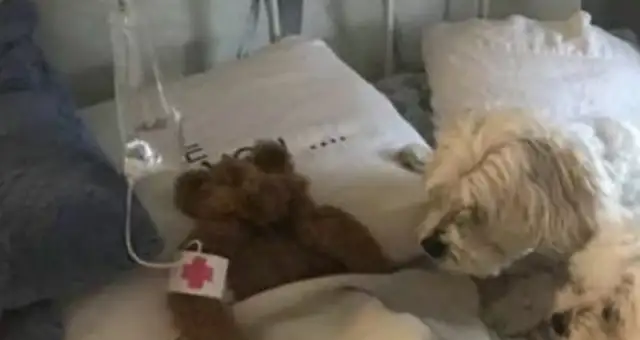 The dog lost his favorite toy