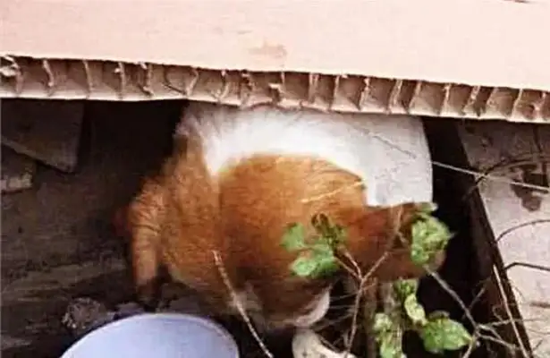 The dog suddenly ran into the man, and he kept poking