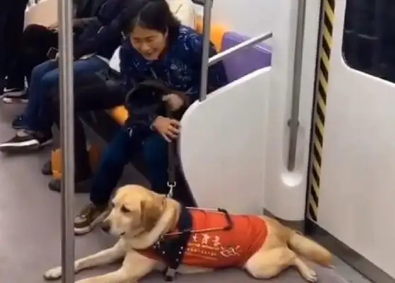 It's a pain in the ass when a dog takes his master on the subway and is too stenched by the passengers