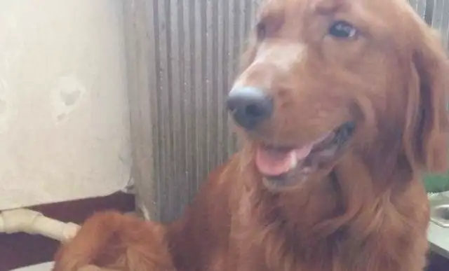 He saw his own dog being sold for two days and took it home