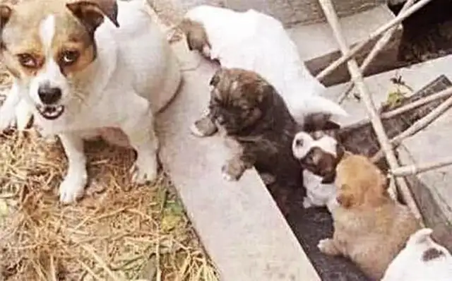 The dog suddenly ran into the man, and he kept poking