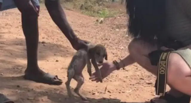 There was an accidental break-in of a stray dog who was taken in and became best friend of the chimpanzee