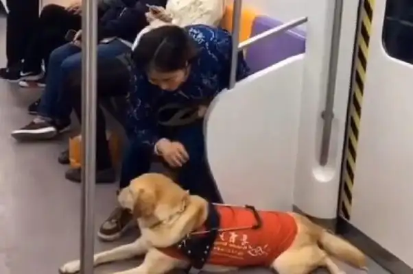 It's a pain in the ass when a dog takes his master on the subway and is too stenched by the passengers