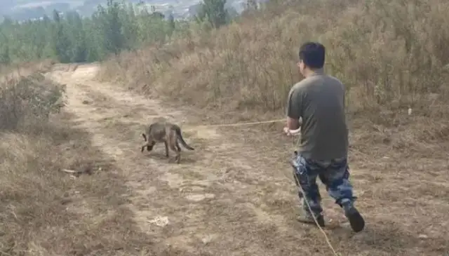 Amazing! This dog has recovered a bunch of hogs