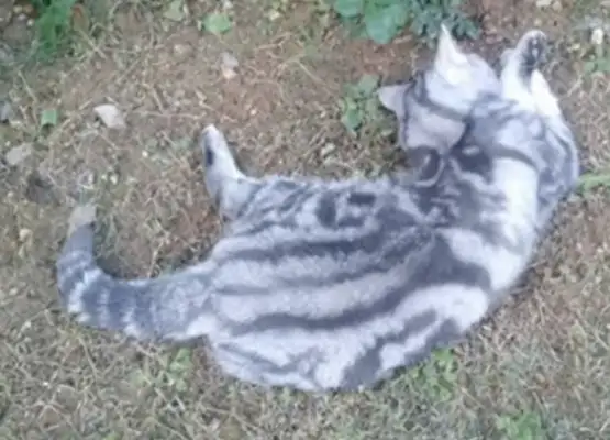 The district was poisoned with ham and sausage, and a dog and stray cat were poisoned