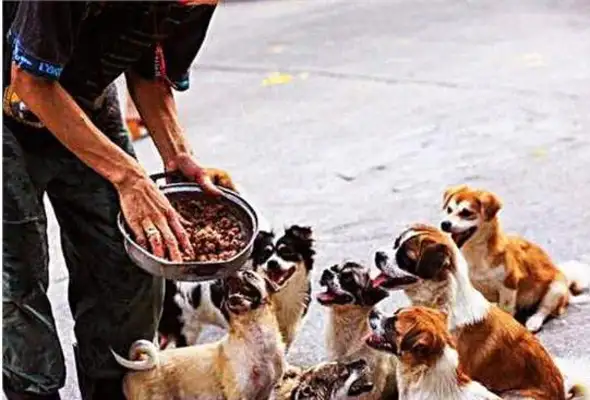 The dog suddenly ran into the man, and he kept poking