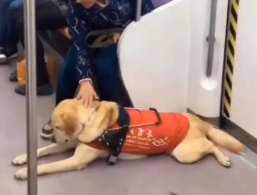 It's a pain in the ass when a dog takes his master on the subway and is too stenched by the passengers