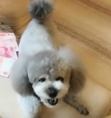 The master gave Teddy a stack of money. The dog took it