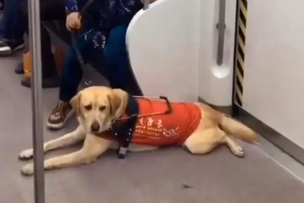 It's a pain in the ass when a dog takes his master on the subway and is too stenched by the passengers