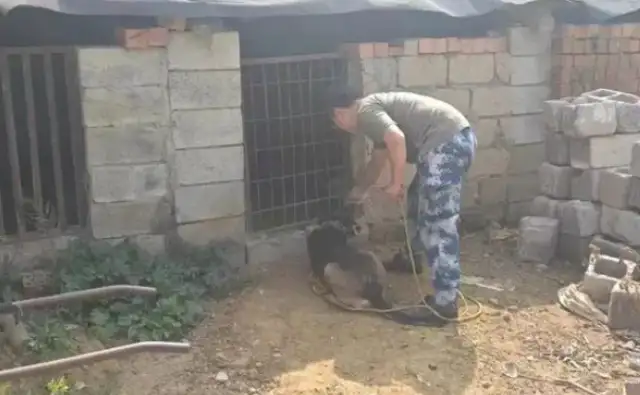 Amazing! This dog has recovered a bunch of hogs