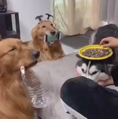 Sleigh dogs are used as tables, golden hair as phone racks and dumpsters, and pets are used as dogs for a thousand days