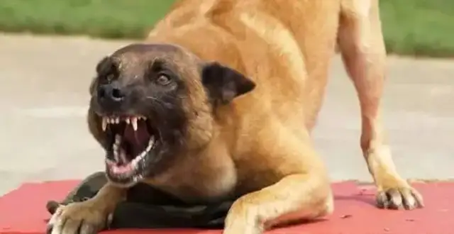 The wolf dog snapped at the face of a 1-year-old baby girl, then bit seven people! Even the master
