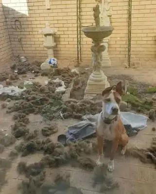 He took the dog to his girlfriend's house and he broke it all up