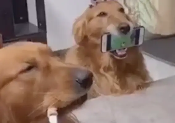 Sleigh dogs are used as tables, golden hair as phone racks and dumpsters, and pets are used as dogs for a thousand days