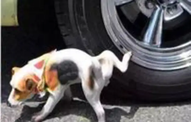 Dog pees on his tire