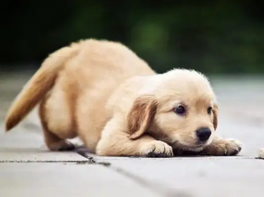 I'm afraid the dog will break up because of this