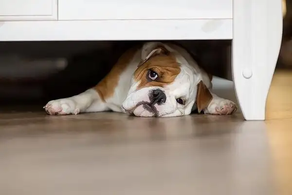 The dog's pain is eight. Don't ignore the master