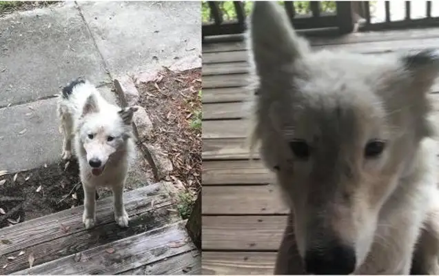 The girl ran into a stray dog and gave her food