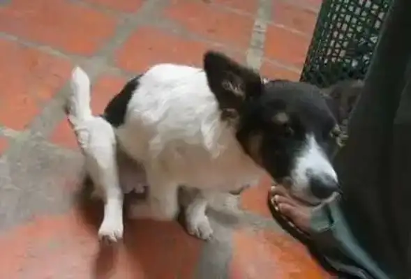 The dog's pain is eight. Don't ignore the master