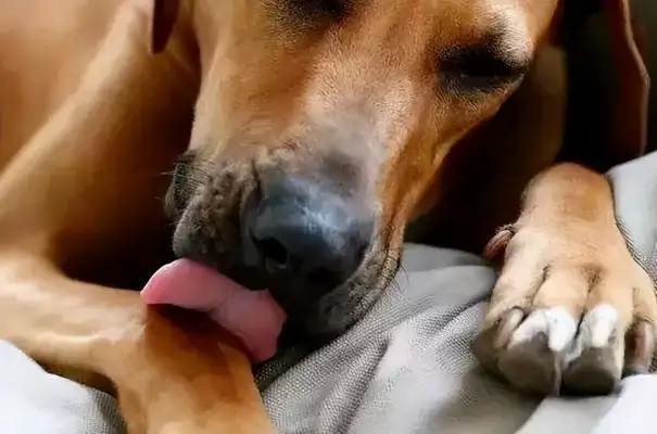 The dog's pain is eight. Don't ignore the master