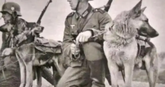 How did it end when a dog killed his master in 1950
