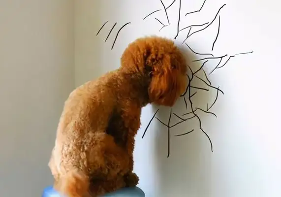 The dog's pain is eight. Don't ignore the master