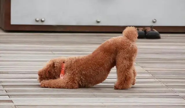 The dog's pain is eight. Don't ignore the master