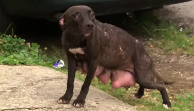 The milky mother of a dog keeps surrounding the car, "See for help," and the buyer sees the heart of the dog