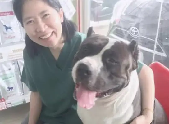 The dog swallows 32 toys and takes them to the pet hospital for surgery