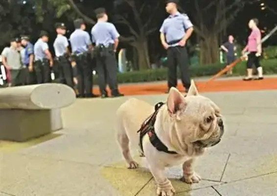 The dog was taken away from the dog management office, and the traffic police were crying