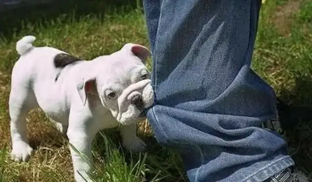The dog's pain is eight. Don't ignore the master