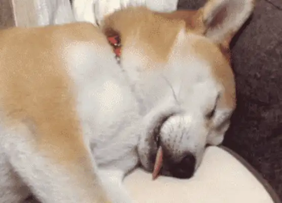 The dog's pain is eight. Don't ignore the master