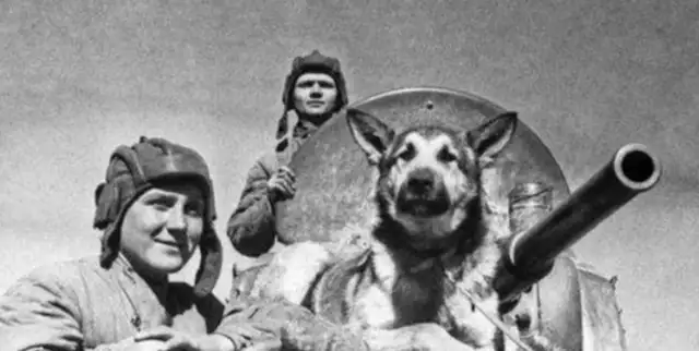 How did it end when a dog killed his master in 1950