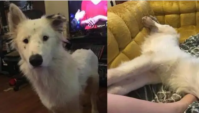 The girl ran into a stray dog and gave her food