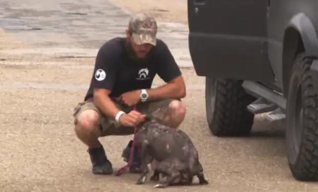 The milky mother of a dog keeps surrounding the car,