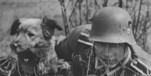 How did it end when a dog killed his master in 1950
