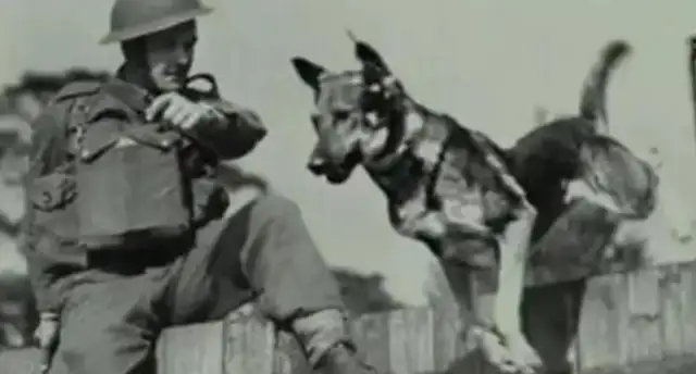 How did it end when a dog killed his master in 1950