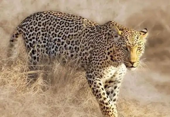 A leopard kills a 9bit dog