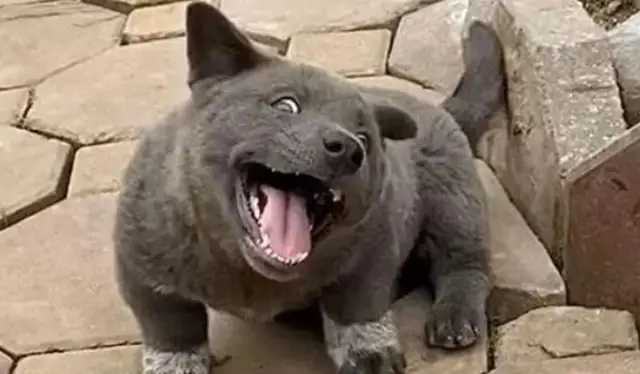 There's a dog in the village who's always misunderstood and gives people a taste that they can't tell