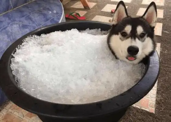 To cool the sled dog, the owner prepared it with a big tank of ice