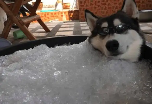 To cool the sled dog, the owner prepared it with a big tank of ice
