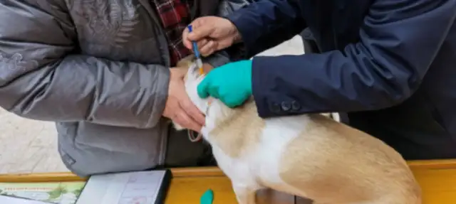 Community-based free rabies vaccination service in the Xianang region
