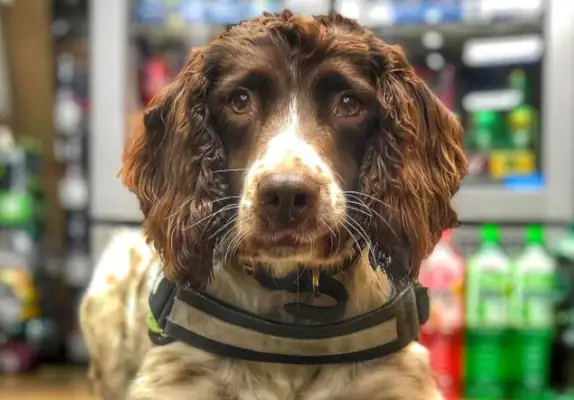 Dogs are so good at drug control that they're dissatisfied with the mob, and they're offering $25,000 for their heads