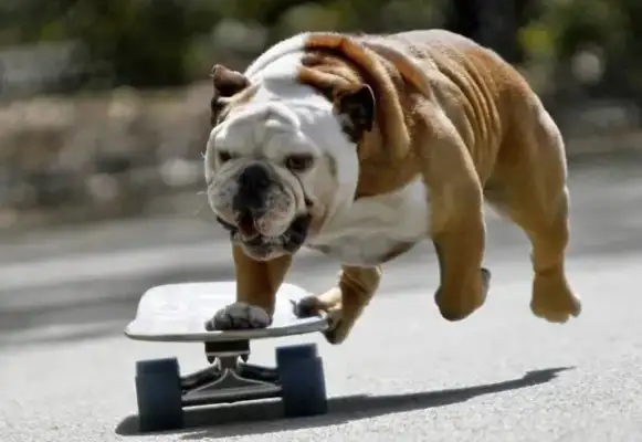 Can the dog owner claim moral damage to the comfort money if the dog was hit by a car