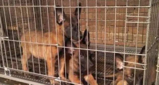 A dog farm in Melbourne was raided and hundreds of dogs rescued