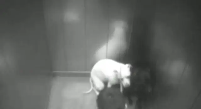 English men face five months in prison for kicking their girlfriend in the elevator