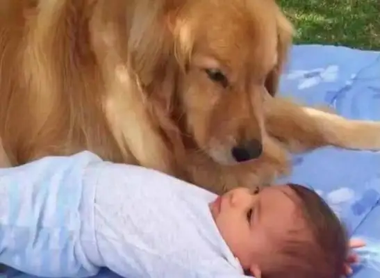 The dog looked up at the baby, wrinkled his eyebrow for the next second, and the master was anxious, and then he laughed