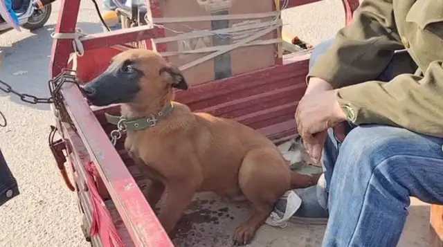 Horse dogs don't want to be separated from their master. They just keep shaking hands